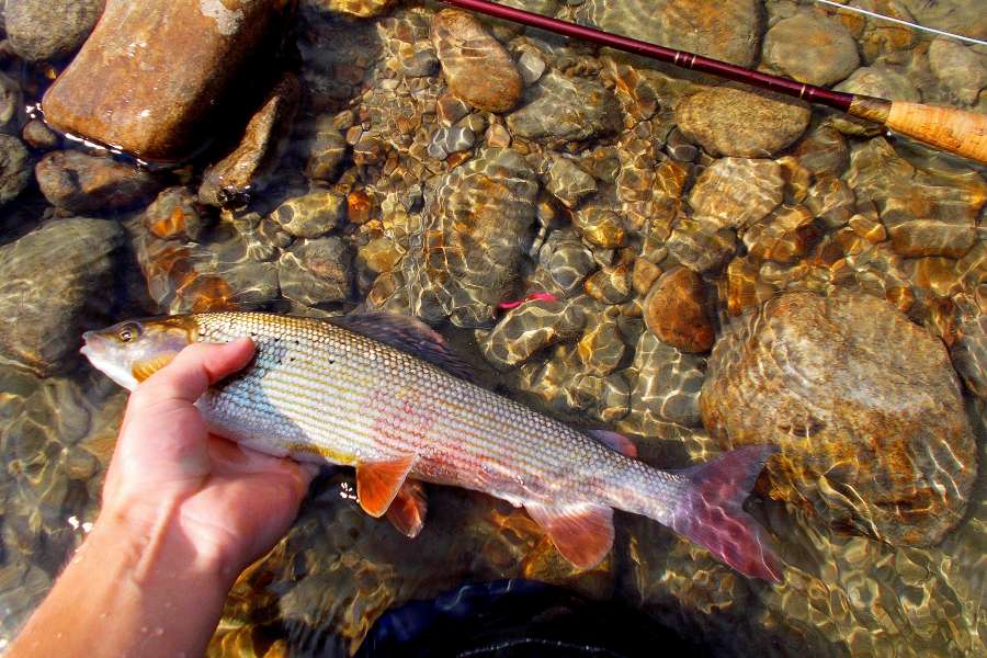 Lipień Czarny Dunajec